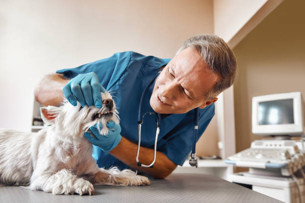 Best Cosmetic Emergency Dentistry in Glasgow Village, MO